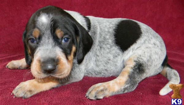 Puppies in TN